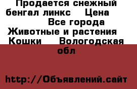 Продается снежный бенгал(линкс) › Цена ­ 25 000 - Все города Животные и растения » Кошки   . Вологодская обл.